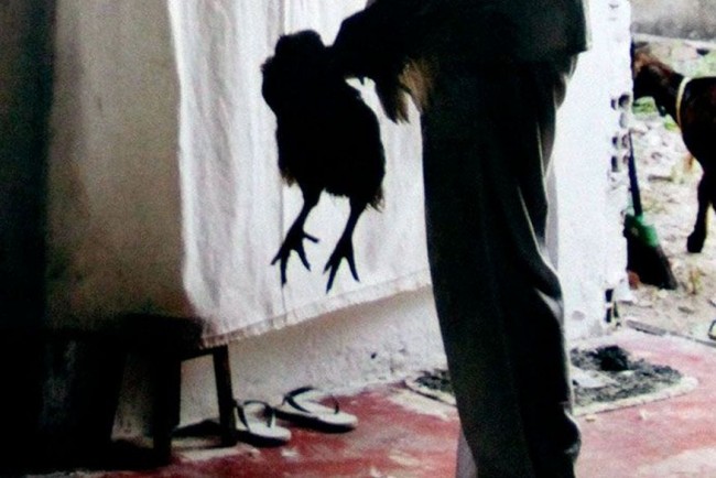 Sacrifício animal