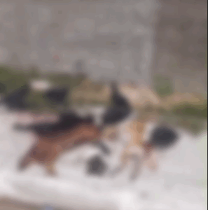 Motorista embriagado