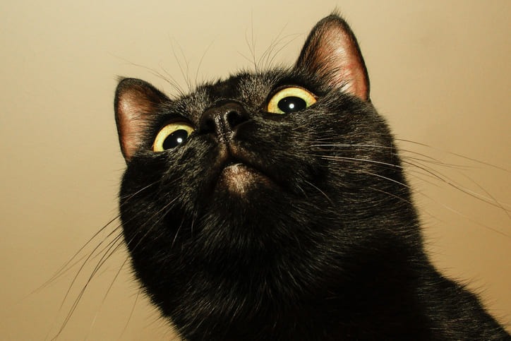 Gato preto